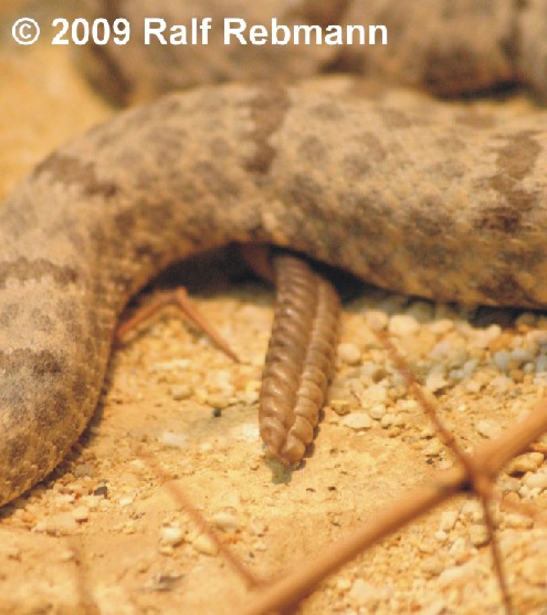 Crotalus lepidus lepidus Bild03